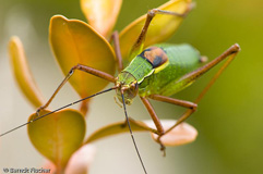 S�dfranz�sische S�belschrecke  - Zum Vergroessern klicken!